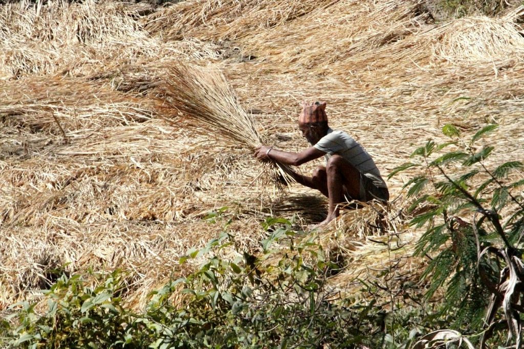 Agricultura em pequenos lotes e produção baseada na mão de obra familiar recebe insentivos do governo (foto: Verena Glass)