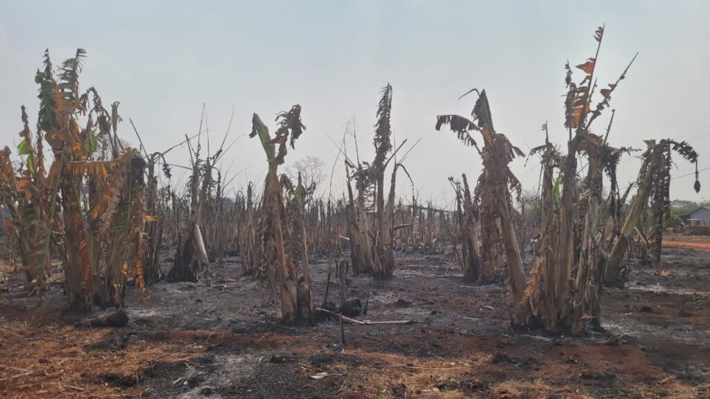  O que fica depois do fogo?! Área de plantio do assentamento Mário Lago do MST depois de ser incendiada. Foto: Nivalda Alves (assentada no Mário Lago)